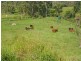 Millaa Millaa QLD 4886