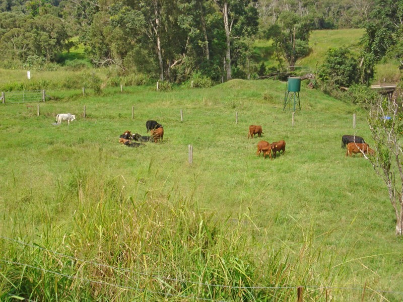 Millaa Millaa QLD 4886