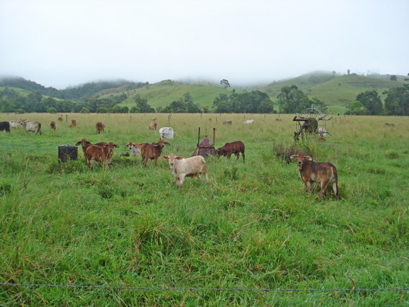 Millaa Millaa QLD 4886