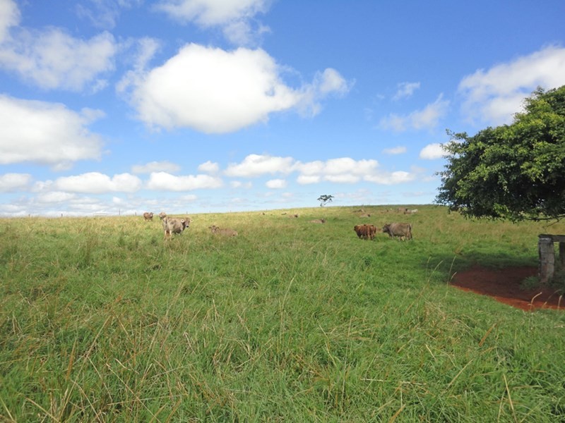 Upper Barron QLD 4883