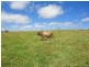 Upper Barron QLD 4883