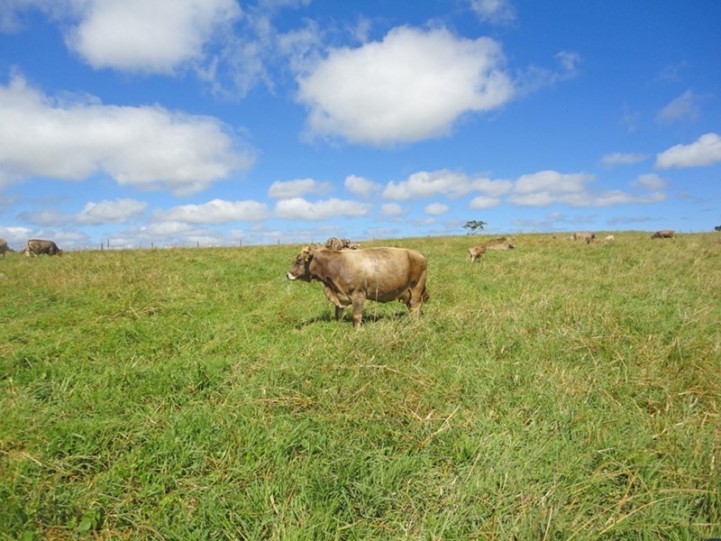 Upper Barron QLD 4883