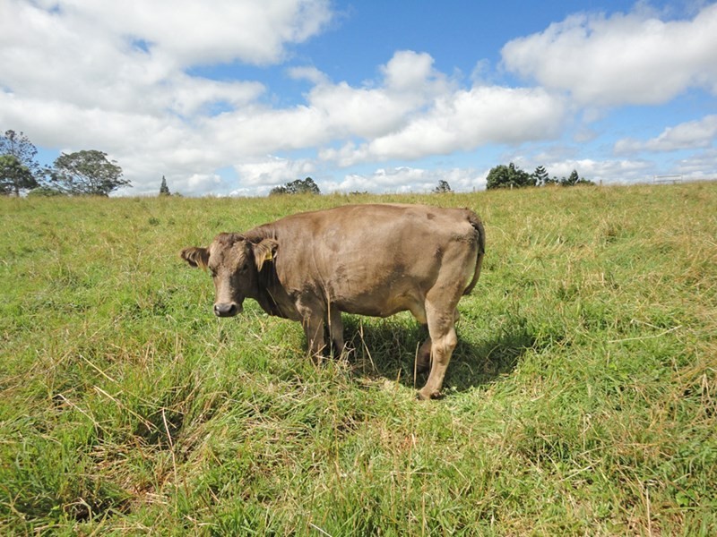 Upper Barron QLD 4883