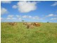 Upper Barron QLD 4883