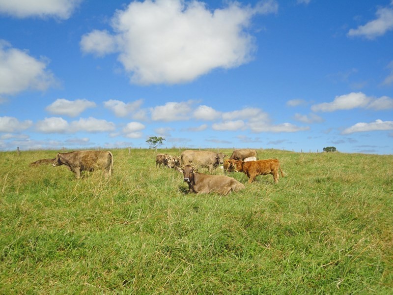 Upper Barron QLD 4883