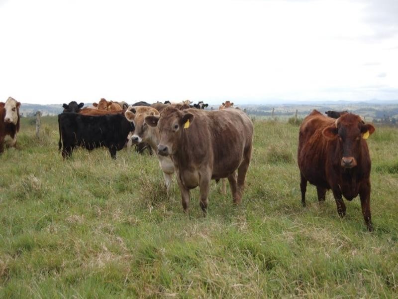 Millaa Millaa QLD 4886