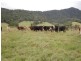 Millaa Millaa QLD 4886