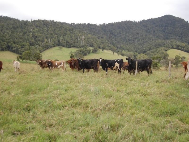 Millaa Millaa QLD 4886