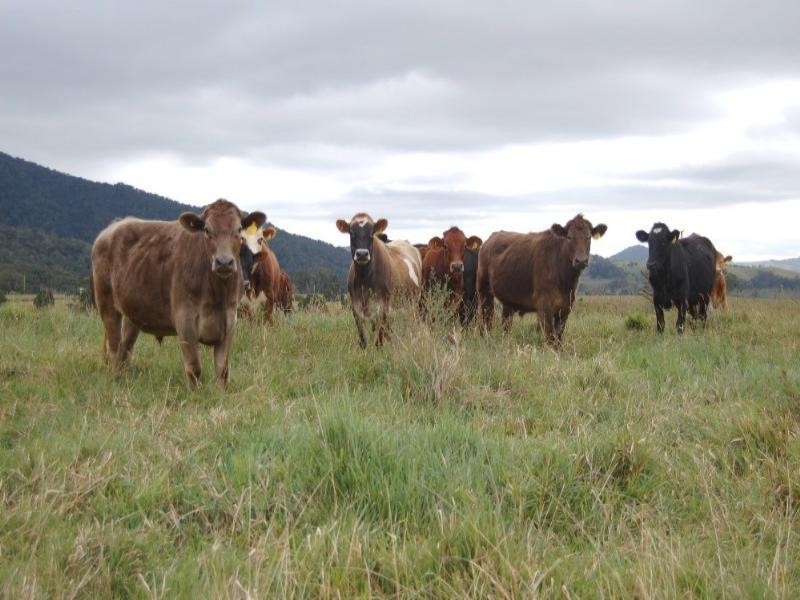 Millaa Millaa QLD 4886