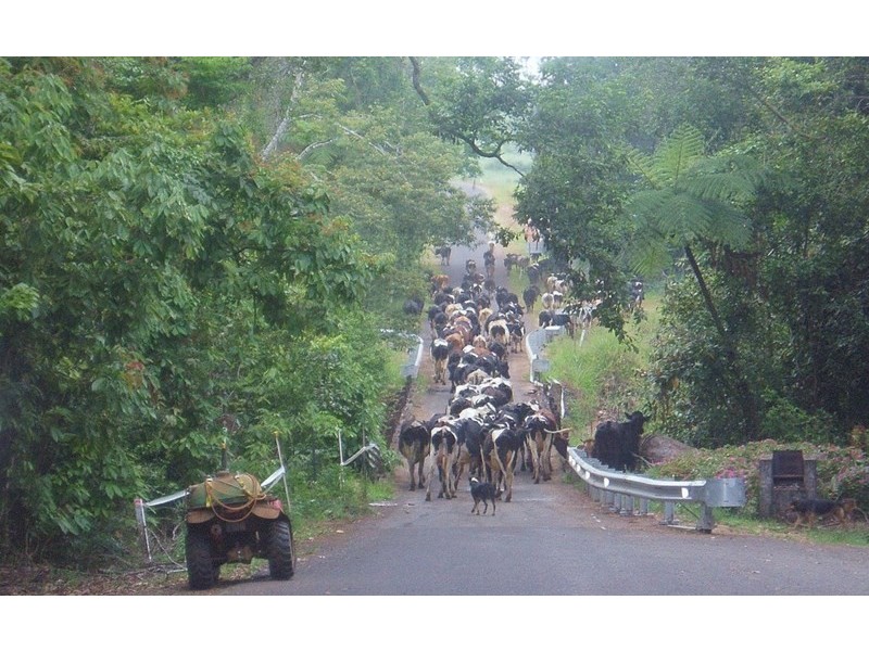 Millaa Millaa QLD 4886