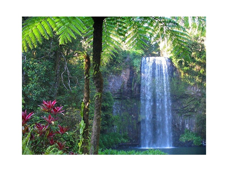 Millaa Millaa QLD 4886