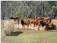 Wondecla QLD 4887