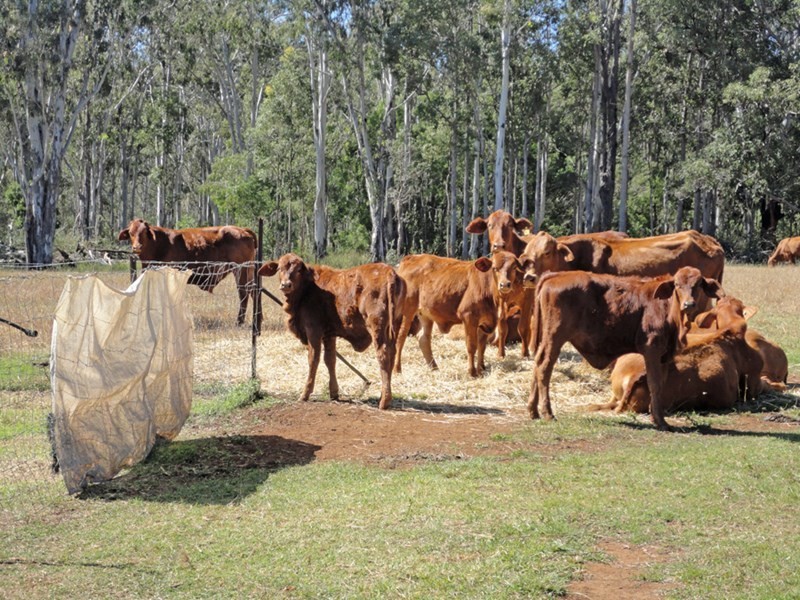 Wondecla QLD 4887