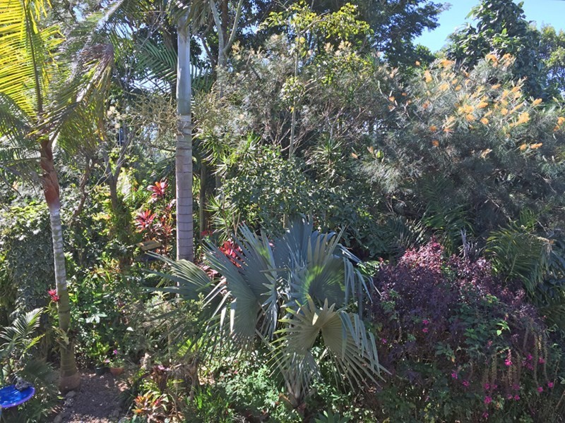 Yungaburra QLD 4884