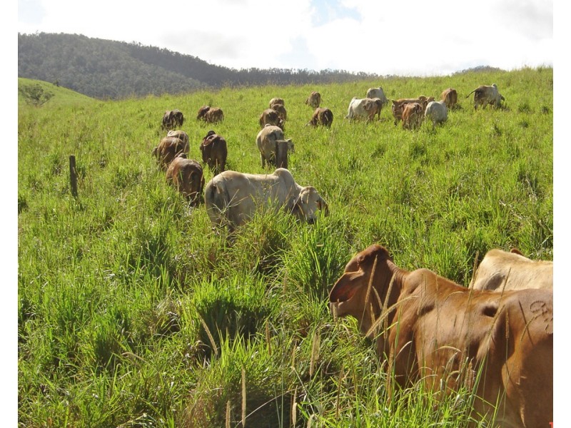 Millaa Millaa QLD 4886