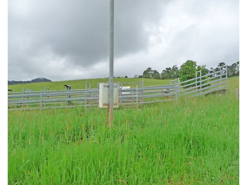 Millaa Millaa QLD 4886