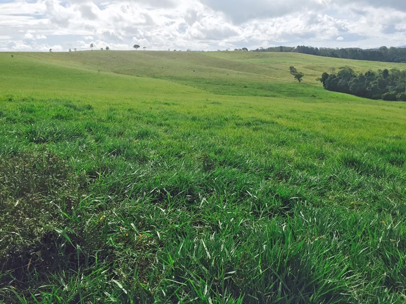 Lake Eacham QLD 4884