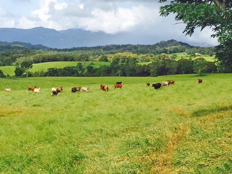 Lake Eacham QLD 4884