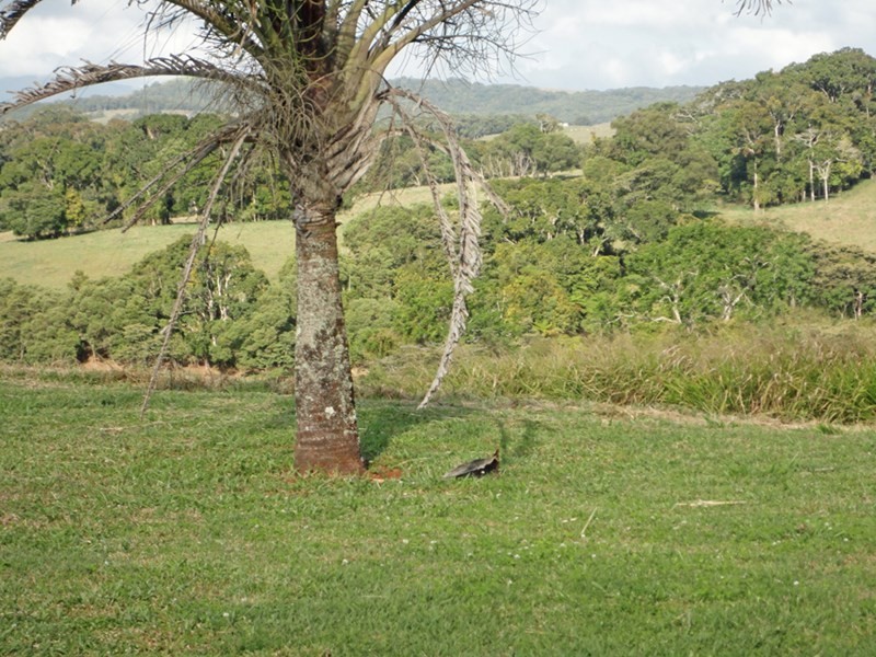 Malanda QLD 4885