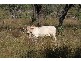 Mareeba QLD 4880