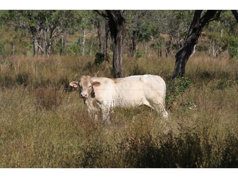 Mareeba QLD 4880