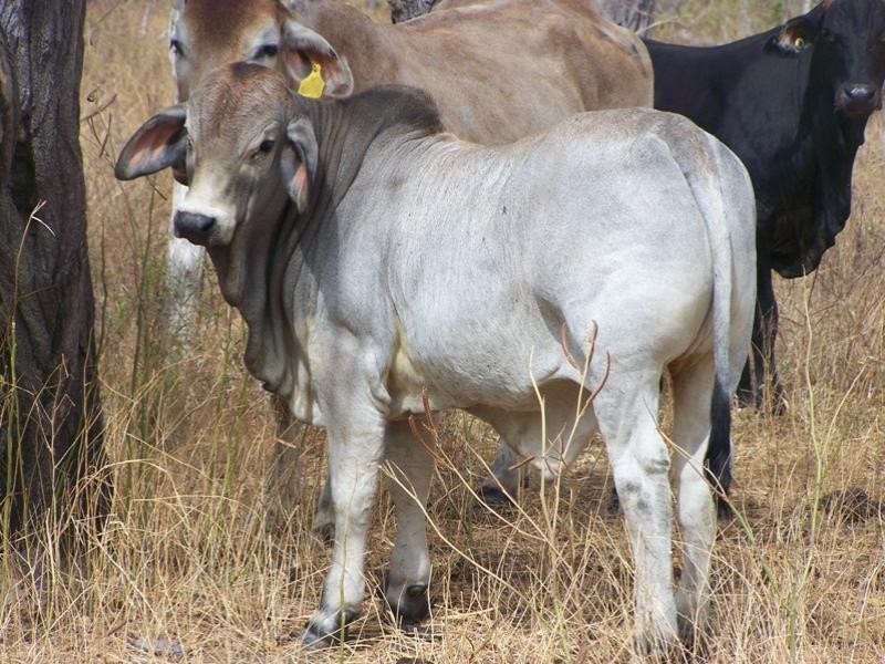 Mareeba QLD 4880