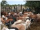 Mareeba QLD 4880