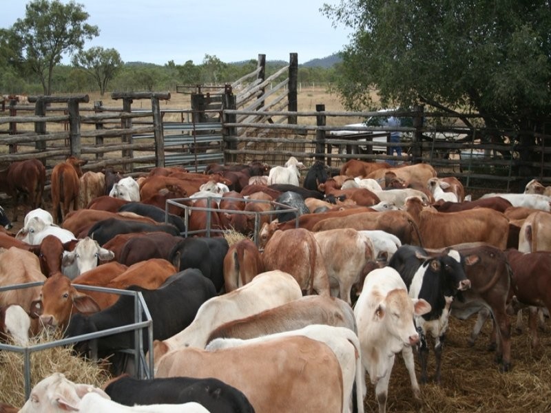 Mareeba QLD 4880