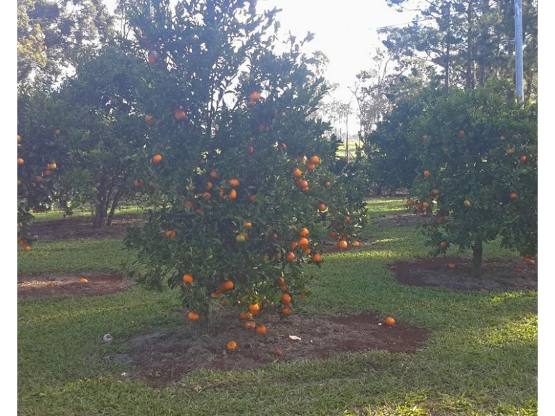 Tolga QLD 4882