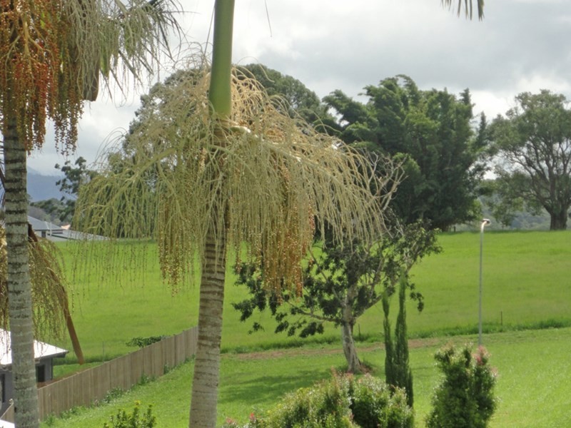 Yungaburra QLD 4884