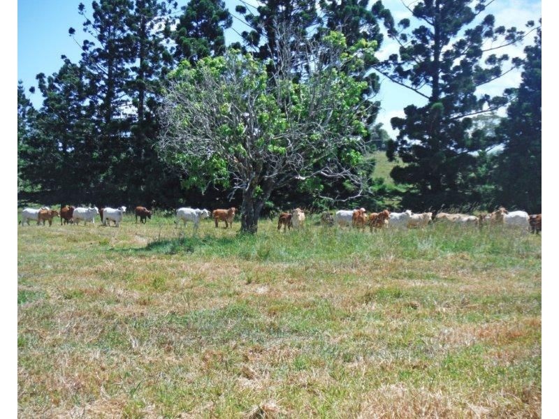 Millaa Millaa QLD 4886