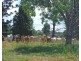 Millaa Millaa QLD 4886
