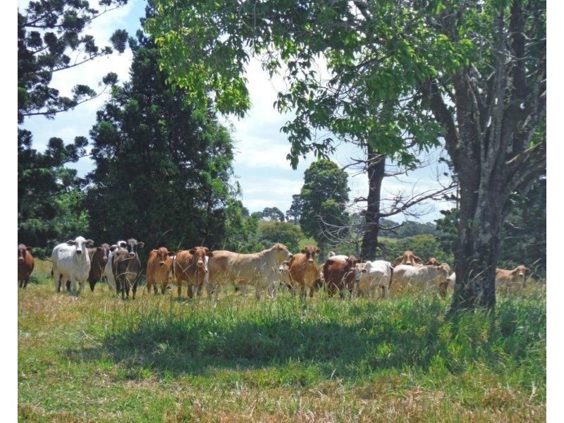 Millaa Millaa QLD 4886