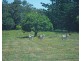 Millaa Millaa QLD 4886