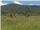Mutchilba QLD 4872