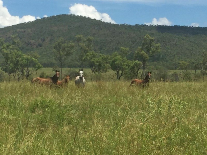 Mutchilba QLD 4872