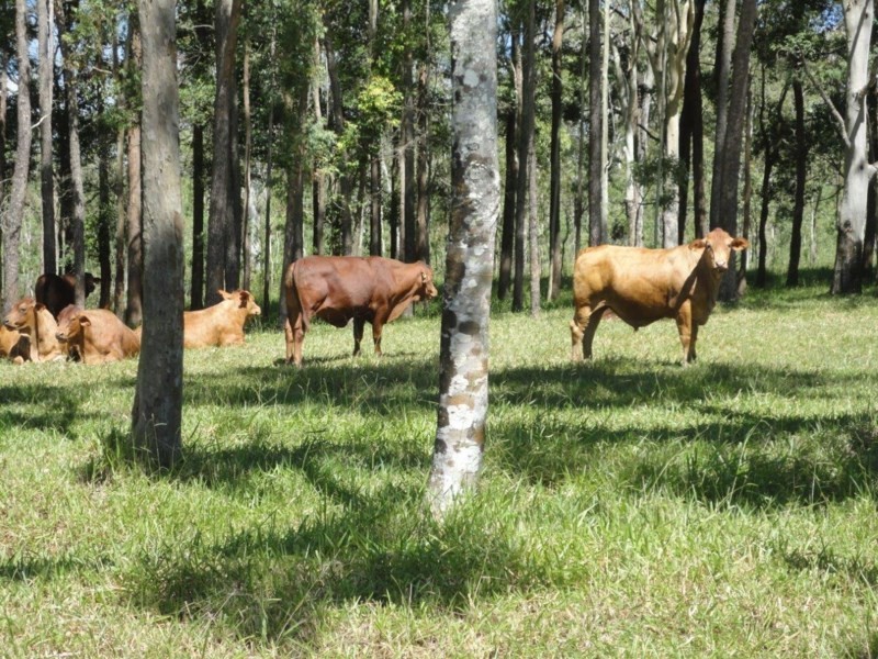 Tolga QLD 4882