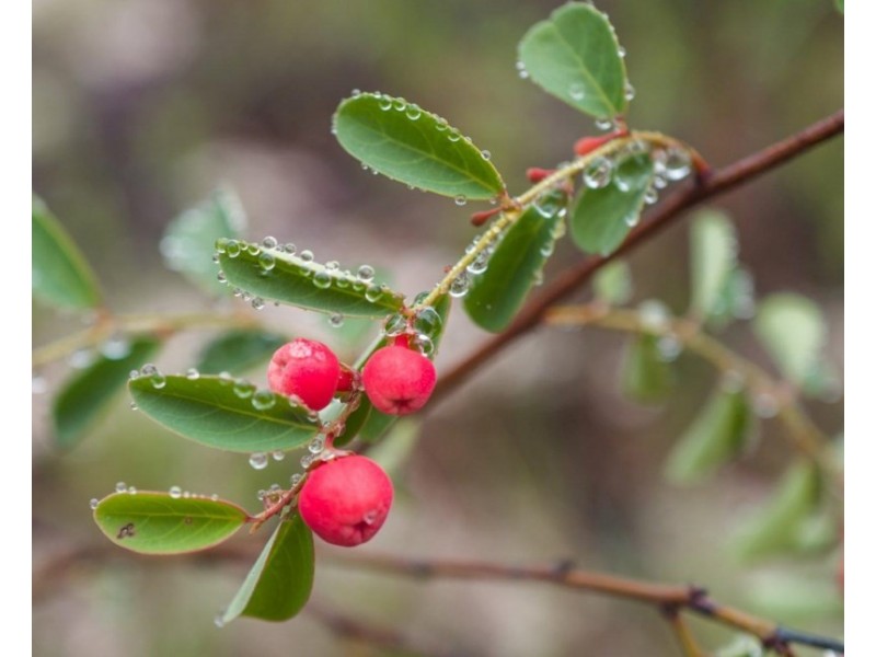 Watsonville QLD 4887