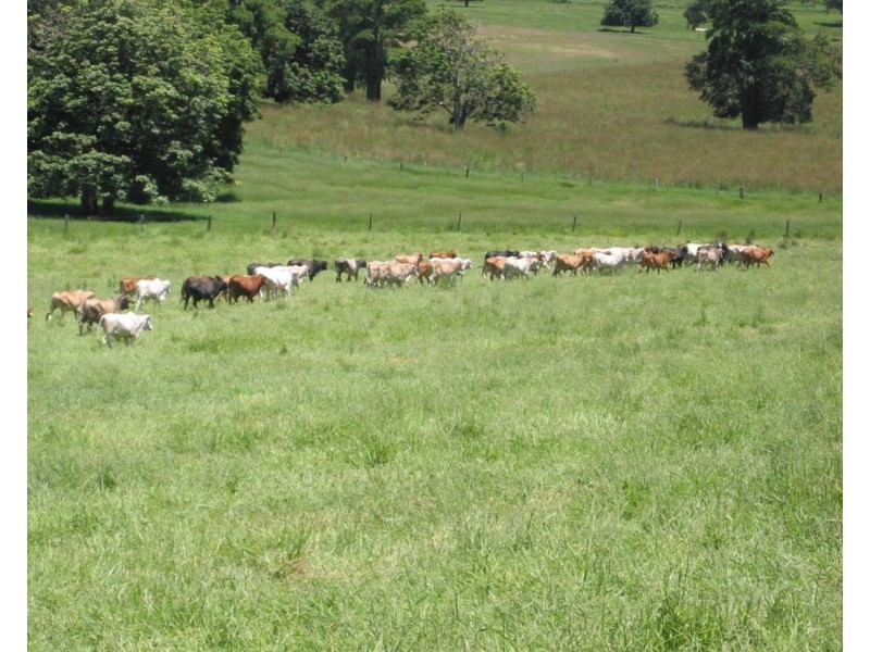 Upper Barron QLD 4883