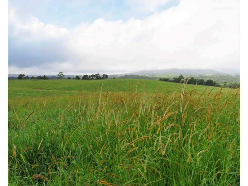 Millaa Millaa QLD 4886