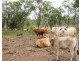 Dimbulah QLD 4872