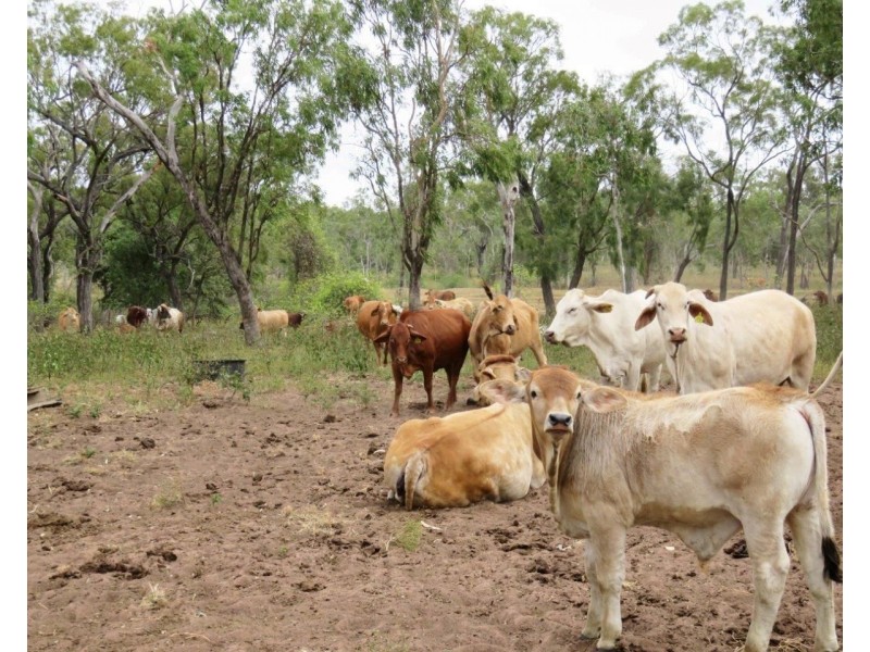 Dimbulah QLD 4872