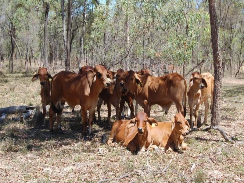Mount Garnet QLD 4872