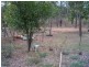 Wondecla QLD 4887