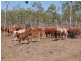 Mareeba QLD 4880