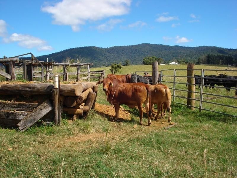 Millaa Millaa QLD 4886