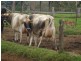 Ravenshoe QLD 4888