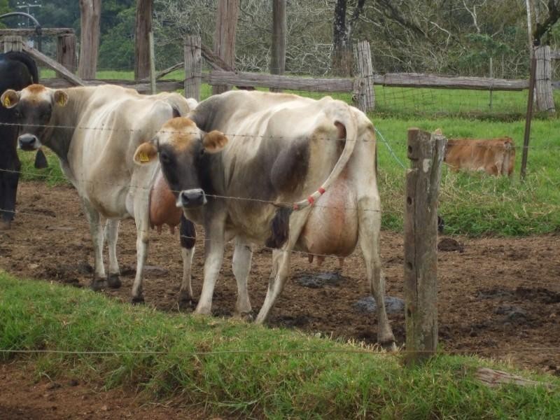 Ravenshoe QLD 4888