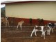Ravenshoe QLD 4888