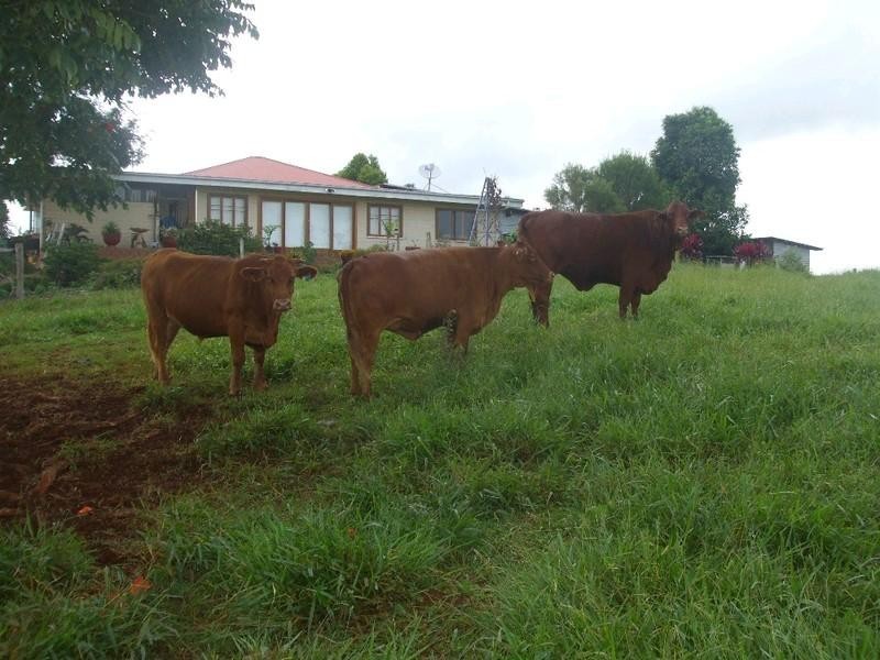 Malanda QLD 4885